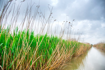 Danube Delta channel