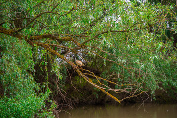 Landscape in Danube Delta