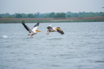 Pelicans in Danube Delta