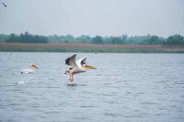 Pelicans in Danube Delta