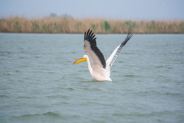Pelicans in Danube Delta