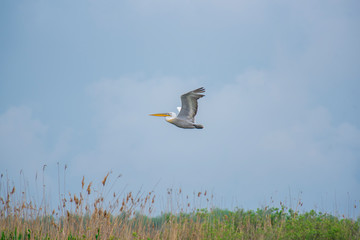 Landscape in Danube Delta