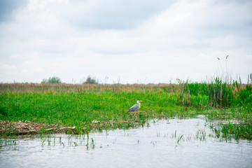 Landscape in Danube Delta