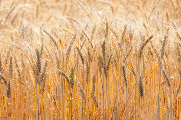 Closeup of Wheat Stalks in a Field of Eastern Washington State. Wheat grown on the Palouse yields up to 100 bushels an acre, twice the national average, some 125 million bushels a year.