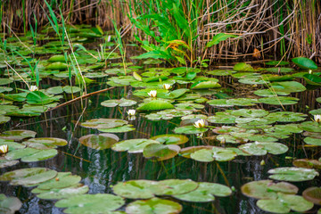 Landscape in Danube Delta