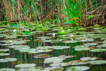 Landscape in Danube Delta