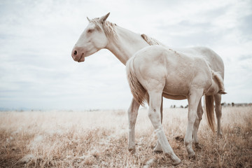 Obraz premium family of white horses eating in the grass in the middle of nature