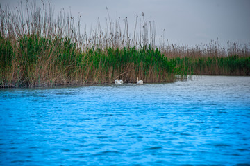 Danube delta landscape
