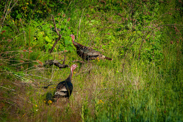 Wild Turkeys In a Field In Eastern Washington State. Two wild turkeys foraging for food in a brushy area of Steptoe Butte State Park in the palouse area of the pacific northwest.