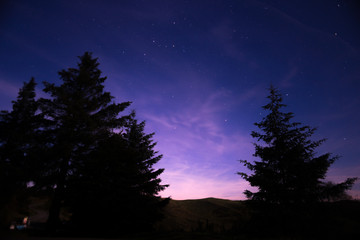 trees under a stary sky