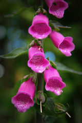 foxgloves