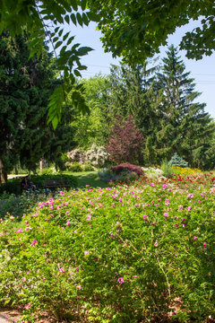 Rose Gardeb Framed by Trees
