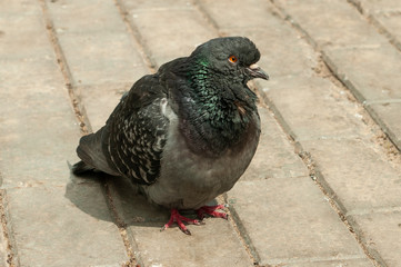 Pigeon on the sidewalk