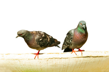 Two pigeons