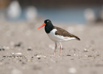 American Oystercatcher in profile on rough sandy beach in New Jersey.