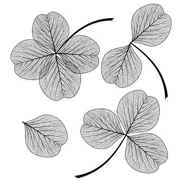 Set Leaf Clover . Vector Illustration. EPS 10