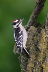 A small black and white spotted Downy Woodpecker on tree with clean green forest background.