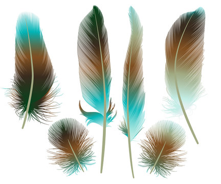 Set colored feathers. Vector illustration
