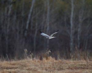 Northern Harrier ghost white male in flight soaring above yellow grass field with Birch tree forest background.