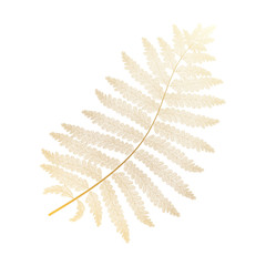 Leaf fern, isolated. Vector illustration. EPS 10