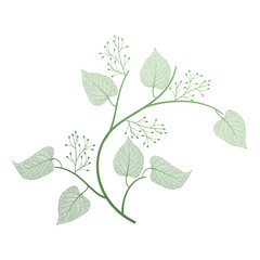 Branch with leaves isolated. Vector illustration.