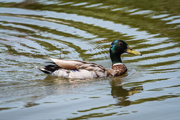 La nage du canard