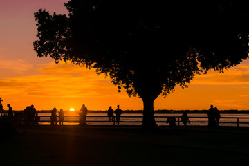 Árbol en un atardecer