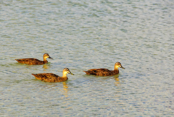 Grey teals are dabbling ducks found in open wetlands of Australia and New Zealand - Busselton, WA, Australia