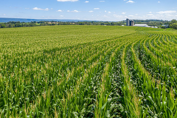 Fototapeta na wymiar Field of Corn in Pennsylvania Farmland with Barn and Silos