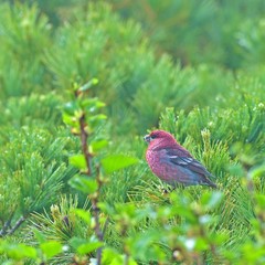 ハイマツの実を美味しそうに食べるギンザンマシコオス
