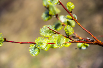 Flowers at the spring