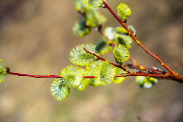 Flowers at the spring