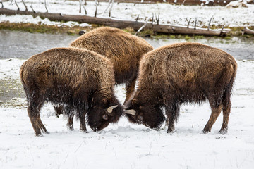 battling bison