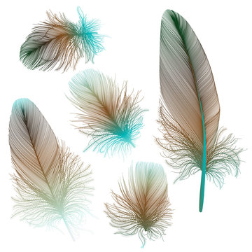Set colored feathers. Vector illustration.