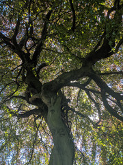 Tree upward view