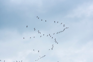 Danube Delta