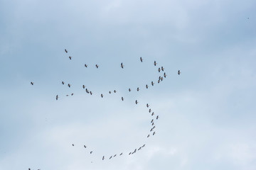 Danube Delta
