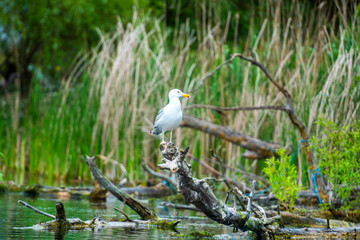 Danube Delta