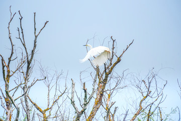 Danube Delta