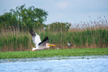 Pelicans in Danube Delta