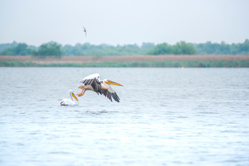 Obraz premium Pelicans in Danube Delta