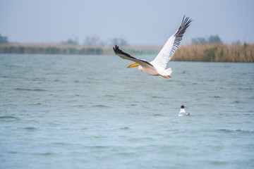 Fototapeta na wymiar Pelicans in Danube Delta