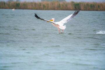 Pelicans in Danube Delta