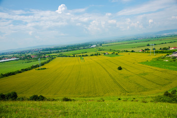Traces in wheat field