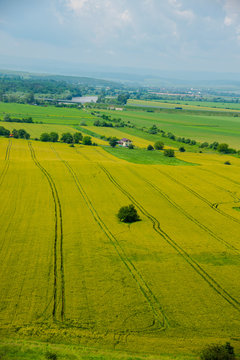 Traces in wheat field © Ivanica