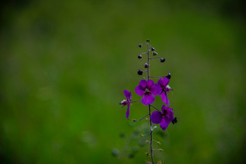 Springtime landscape