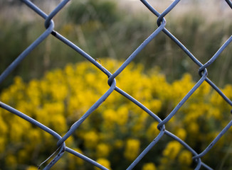 A gray fence in the foreground with a contrasting view of a yellow meadow in the background