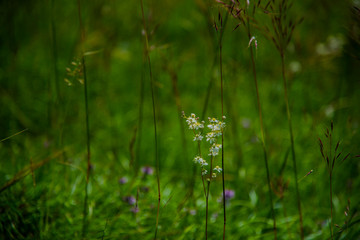 Springtime landscape