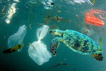 Plastic pollution in ocean environmental problem. Turtles can eat plastic bags mistaking them for jellyfish - obrazy, fototapety, plakaty