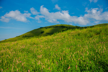 Fototapeta premium Spring green field